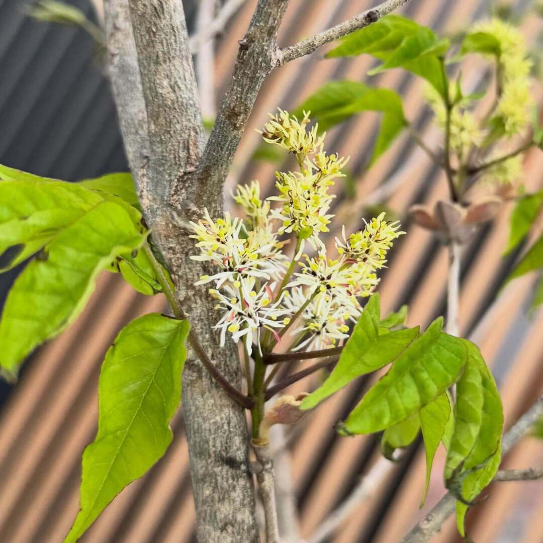 .fox@4/12第6回ボドゲ&DJ有りなBBQ開催 来たい知り合いはDMをば tweet media