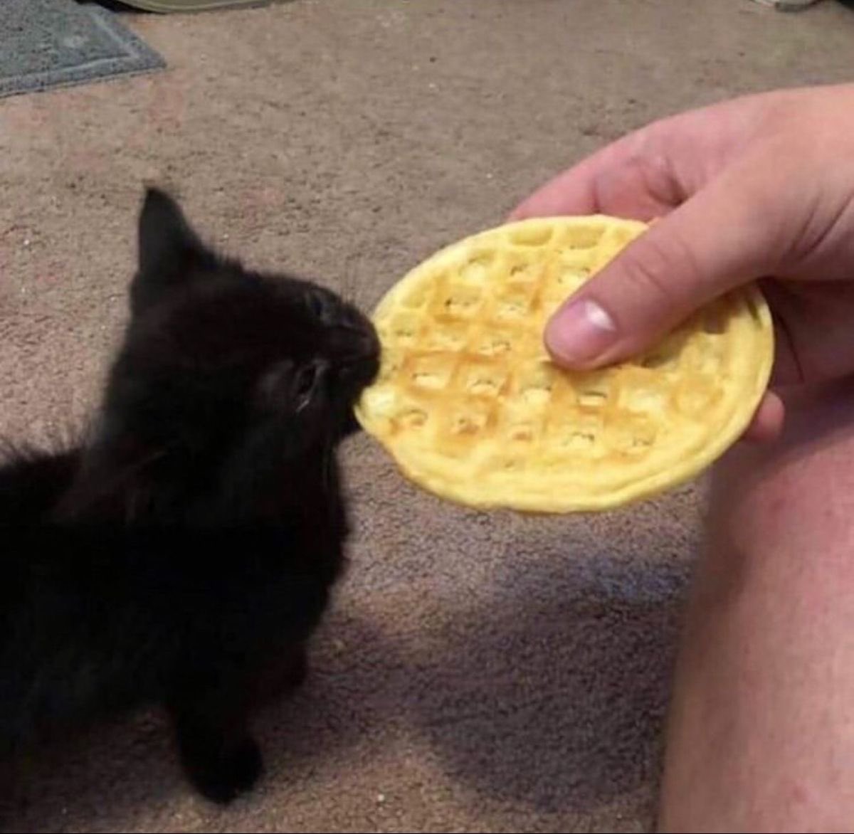 Black cats are not bad luck tweet media