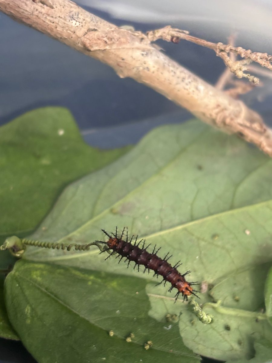 palmerdebra's tweet image. Meet my new friend Thorn… not to be confused with Thor. No hammer, no thunder. Just vibes, tiny legs, and a surprisingly strong commitment to leaf destruction. Thorn is a Tawny Coaster Caterpillar. 

#ThornDay1 #caterpillar