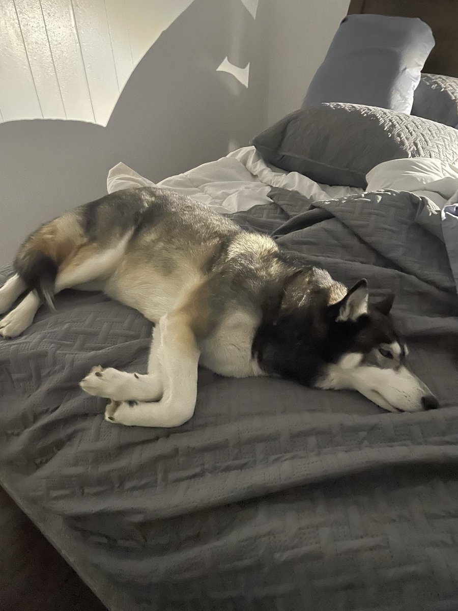 ProducerTylerNY's tweet photo. Two calls after midnight and she doesn’t even move a muscle. https://t.co/CpUQwGKHkZ