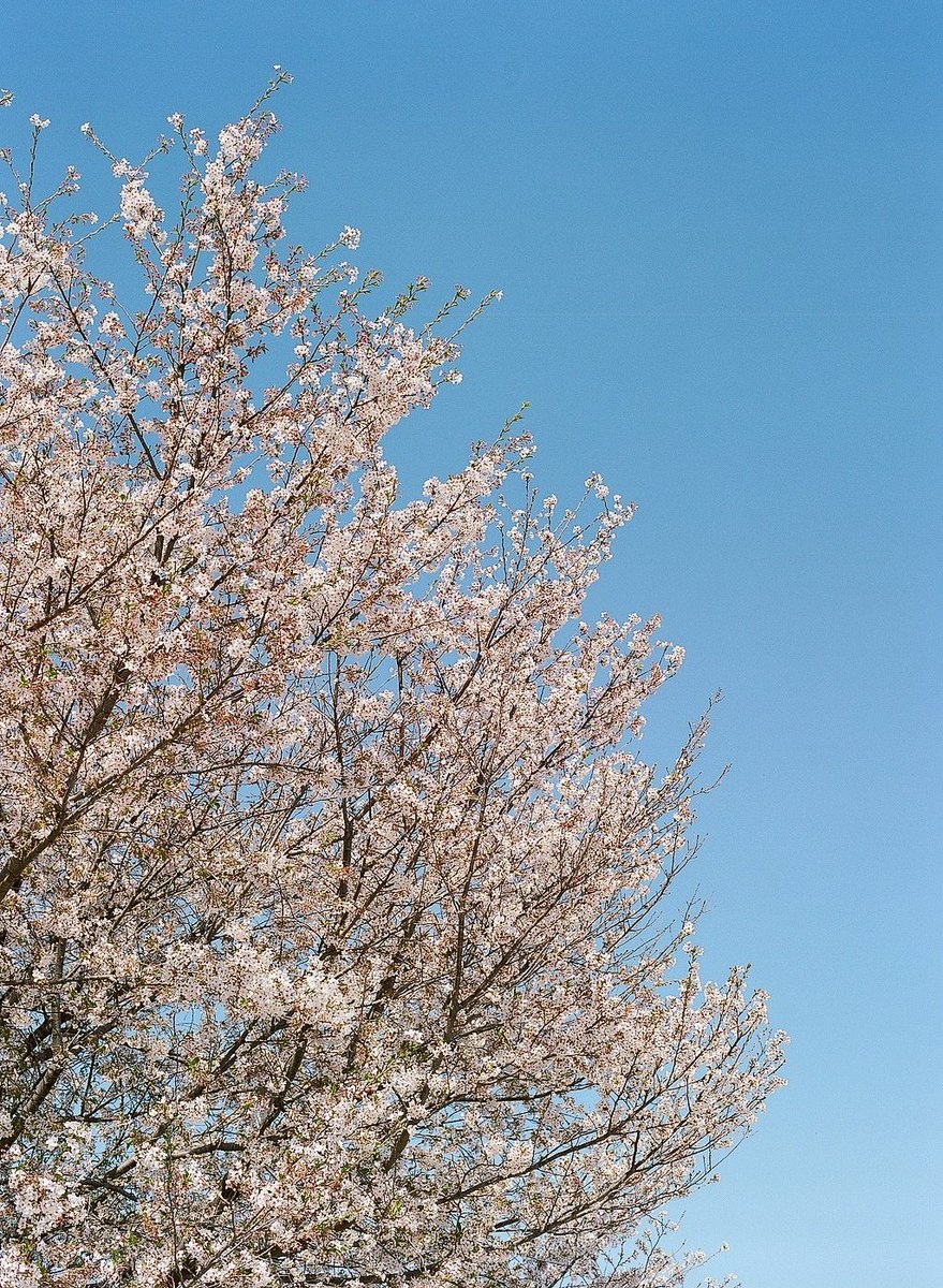 【本田寫眞】Chikashi🪼 tweet media