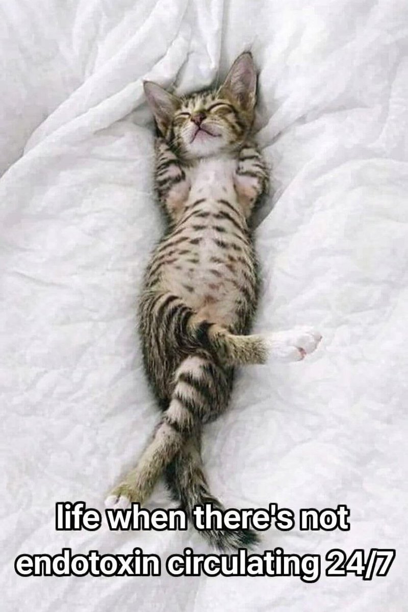 Gut First tweet media