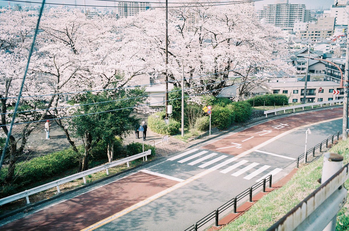 and_monami's tweet photo. 聖蹟桜ヶ丘の春

名前に負けない、
桜も街も全てが綺麗な街だった https://t.co/LcebGbeUDH