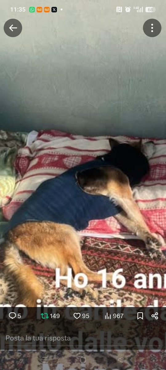 Vardiello tweet media