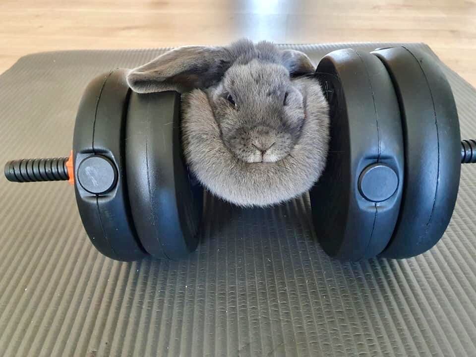 Why you should have a rabbit tweet media