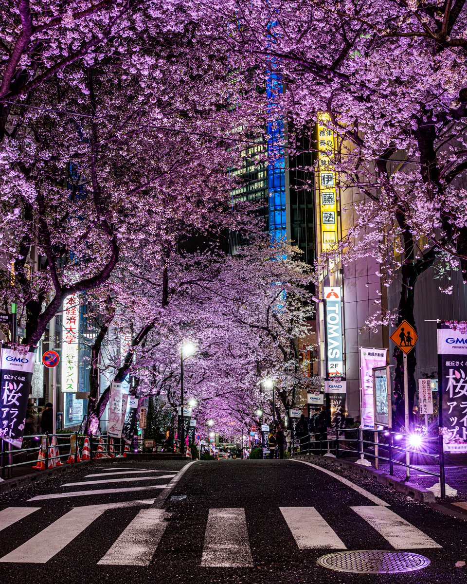 渋谷に現れた桜のトンネル