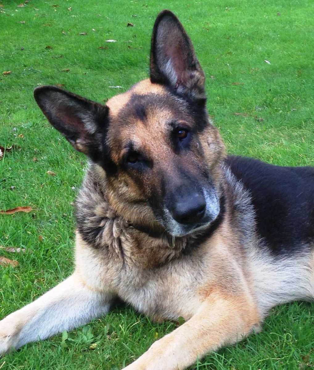 Essex Retired Police Dogs Fund tweet media