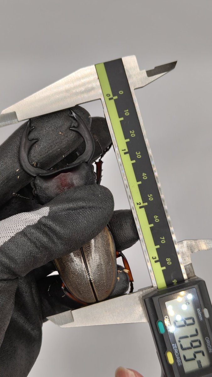 ビーム@C107 火曜東ユ62a tweet media