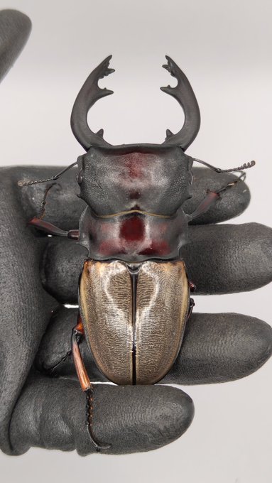 フェモラリス
87mm 