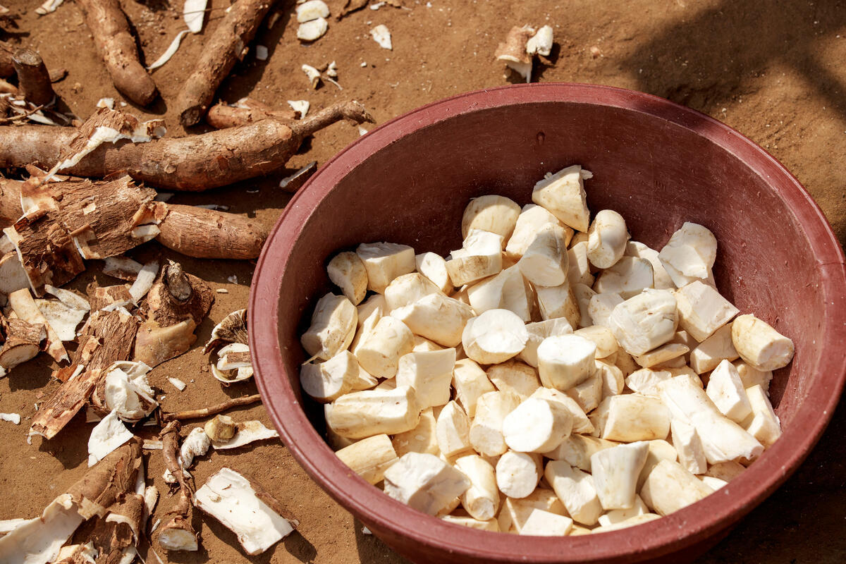 FAOstatistics's tweet photo. How's your #StatsTrivia knowledge about cassava? 🤔

According to #FAOSTAT 2024 data, 🌍 production = 341 M tons. 65% of that production is from Africa

Top🔟🌍 cassava producers:
1. Nigeria 🇳🇬
2. DRC 🇨🇩
3. Thailand 🇹🇭
4. Ghana 🇬🇭
5. Brazil 🇧🇷
6. 🇮🇩 | 7. 🇰🇭 | 8. 🇦🇴| 9. 🇻🇳| 10. 🇹🇿 https://t.co/bcaaNkA5kq