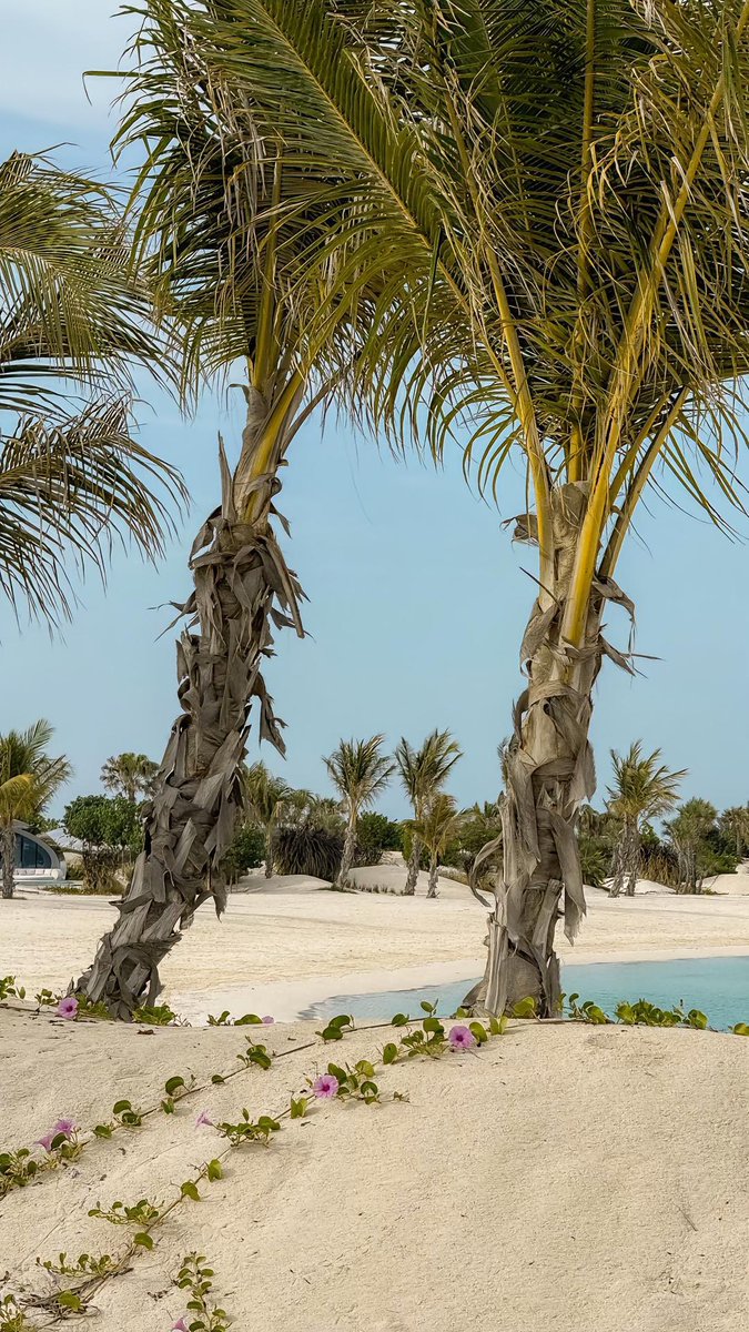 ‏First Line tweet media