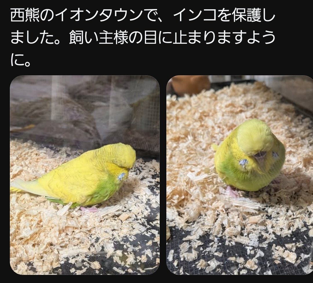 nari0104k's tweet photo. Threadsより
西熊のイオンタウンにてセキセイインコの保護情報❗
おそらく熊本県と思います。お探しの飼い主様はいらっしゃいませんか？
 #迷子  #迷子鳥  #迷子インコ
 #保護  #セキセイインコ  #熊本県 https://t.co/k3Gsaq7dQ0