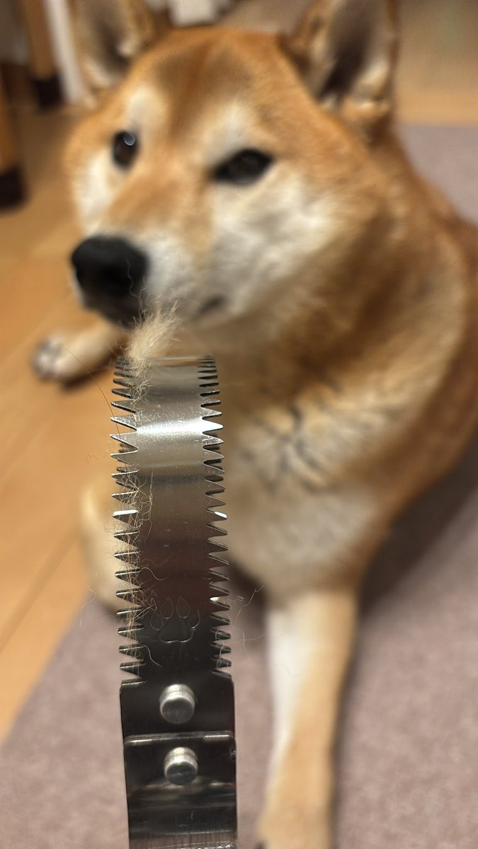 岳 ⛰️ 柴犬 🏔️ tweet media