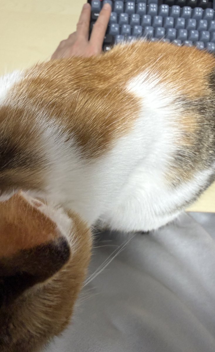 un:c（あんく) tweet media