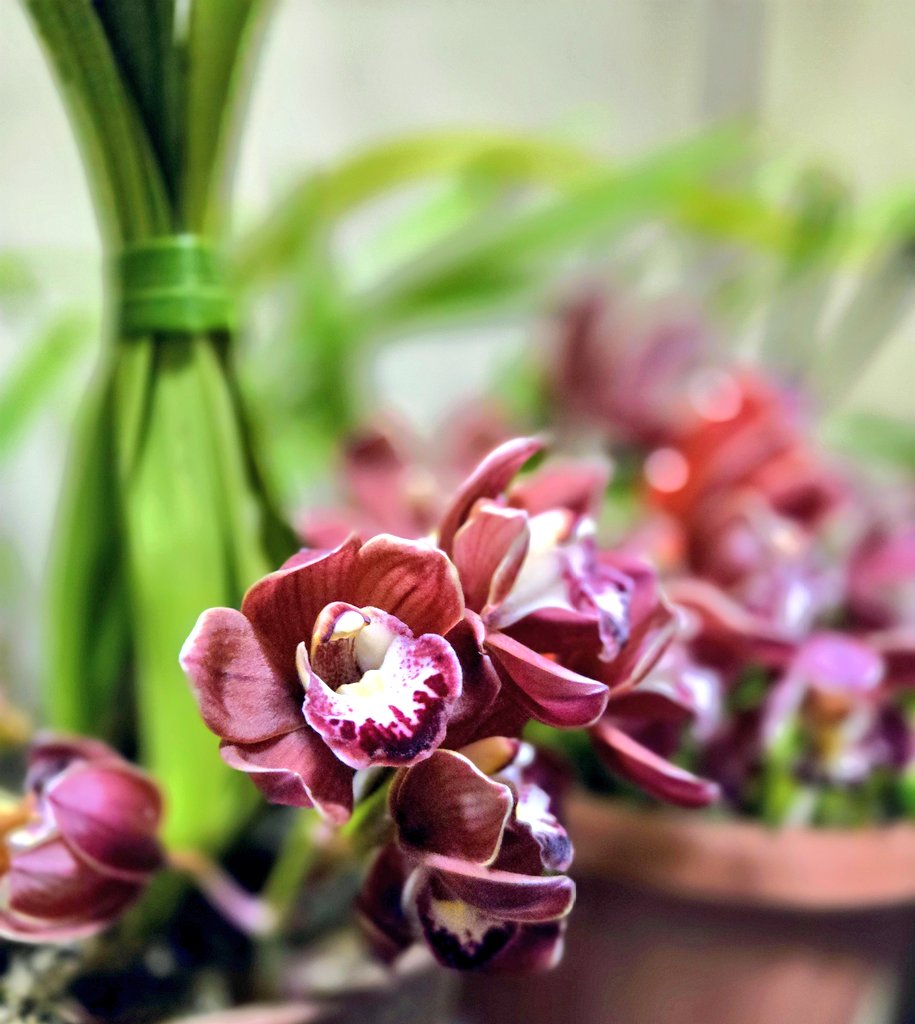 ꕤみぃLeoꕤ🍀みぃ🍀 tweet media