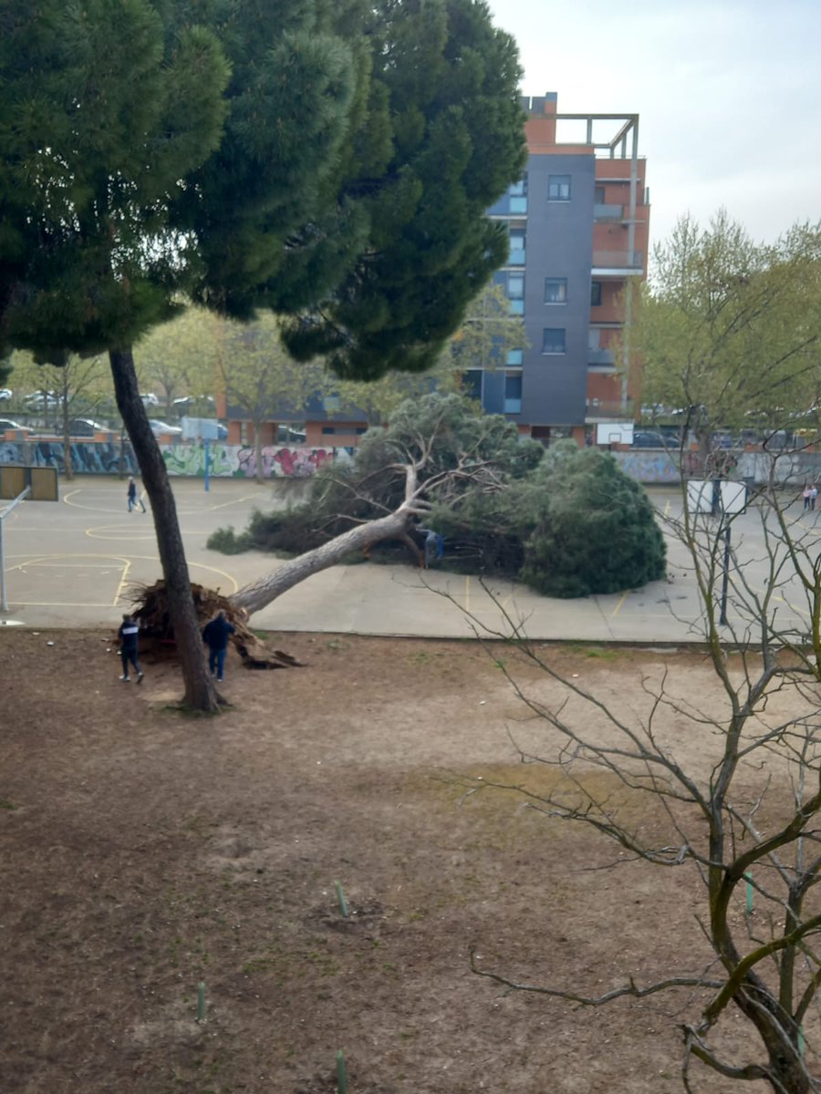 Saúl Vega tweet media