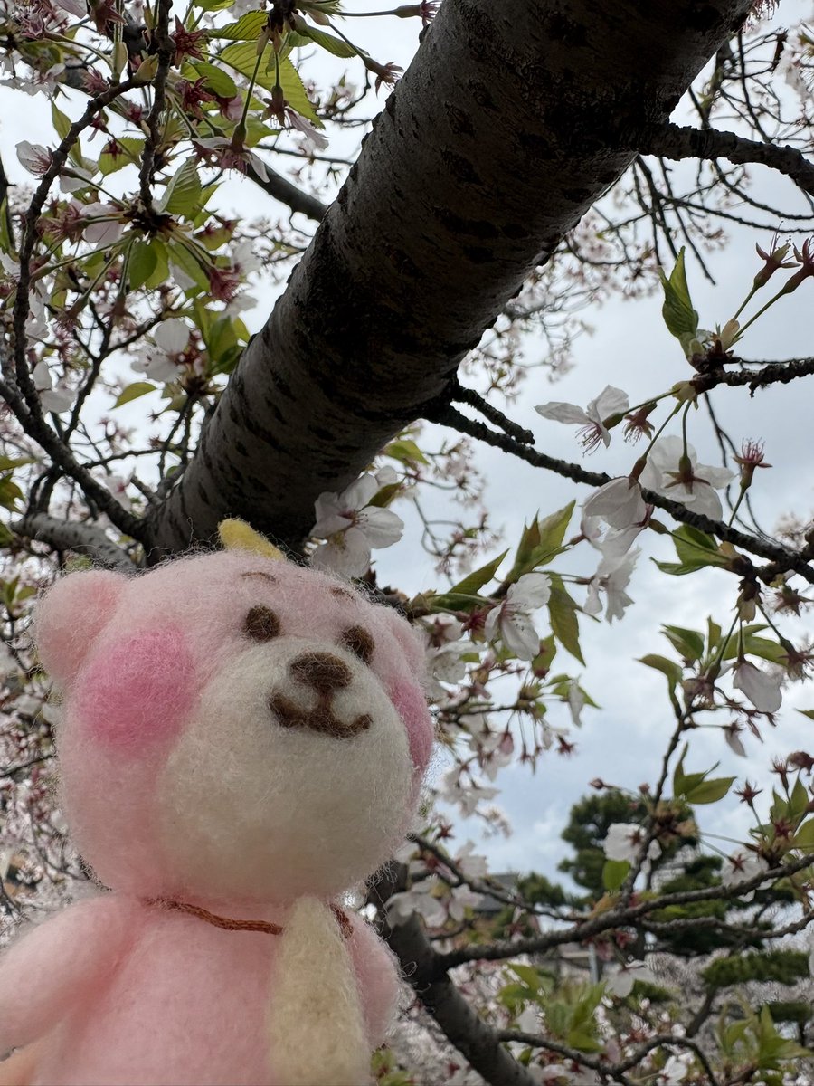 せん🌿 tweet media