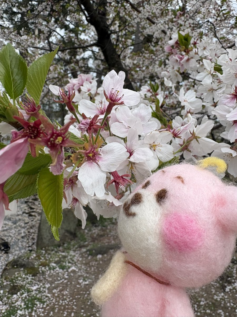 せん🌿 tweet media