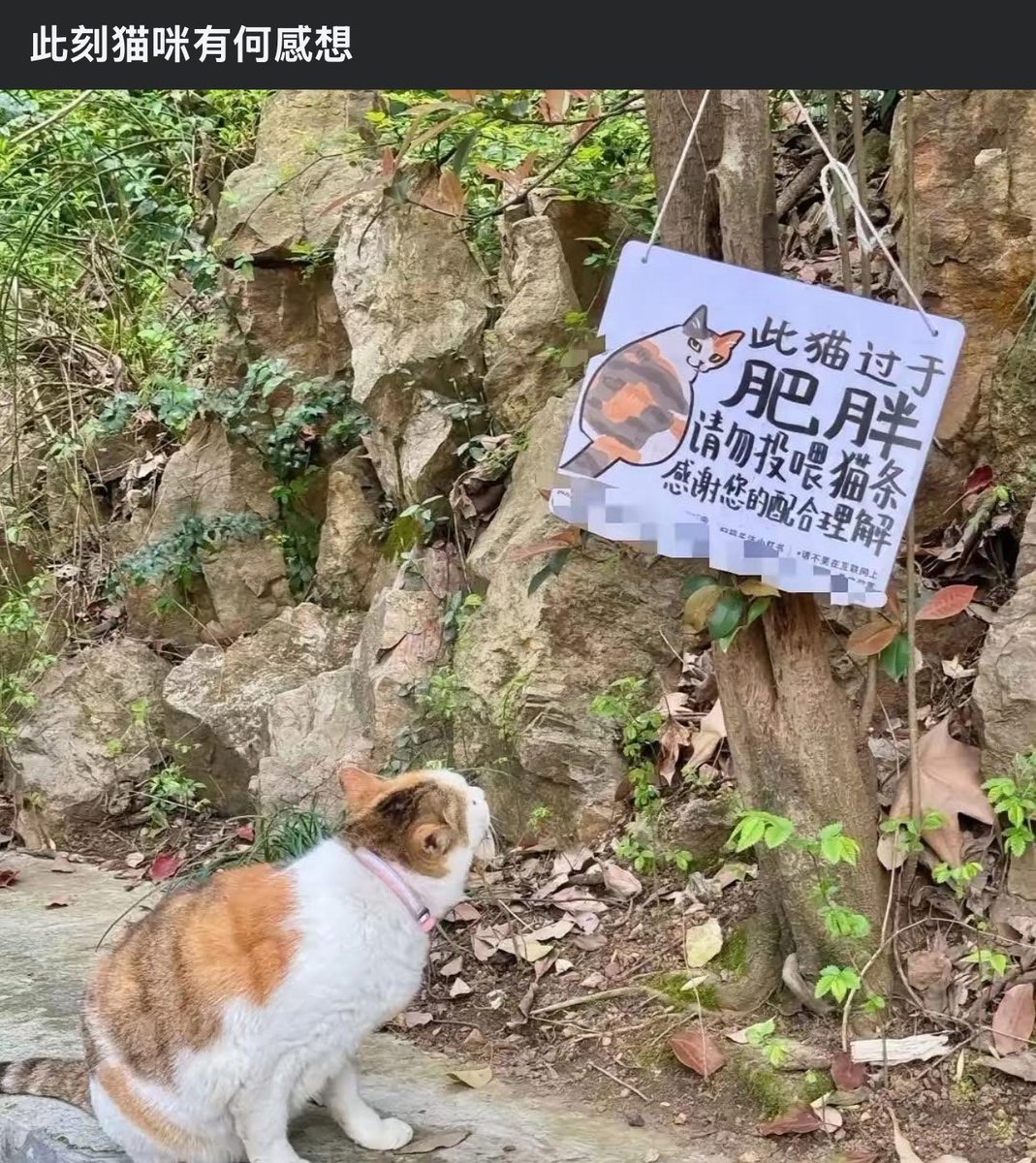 陳少5.0 tweet media