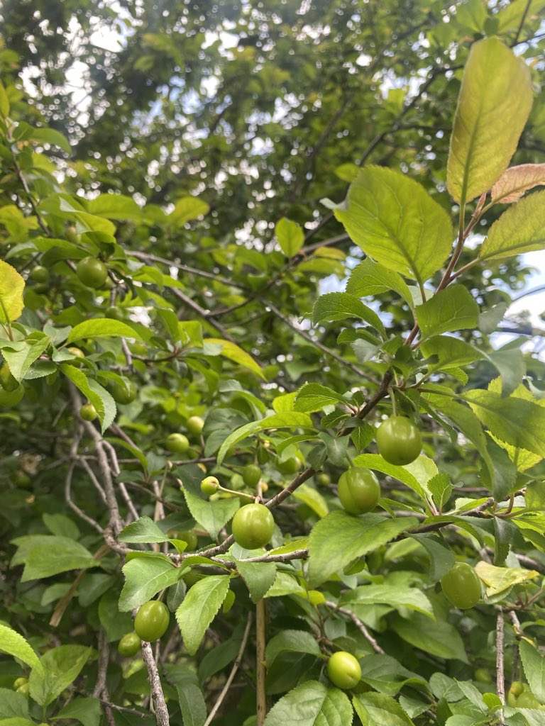 hamza__rasheed's tweet image. Xweza û xweza yî.
#Kurdistan 
#Akrê
#Natural