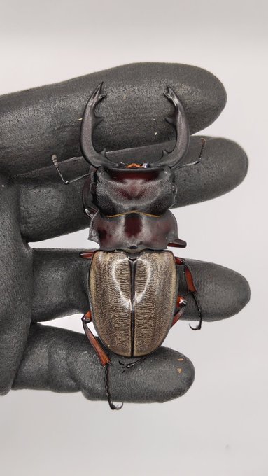 フェモラリス
77mm 