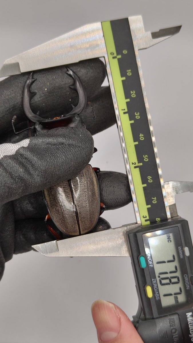 ビーム@C107 火曜東ユ62a tweet media