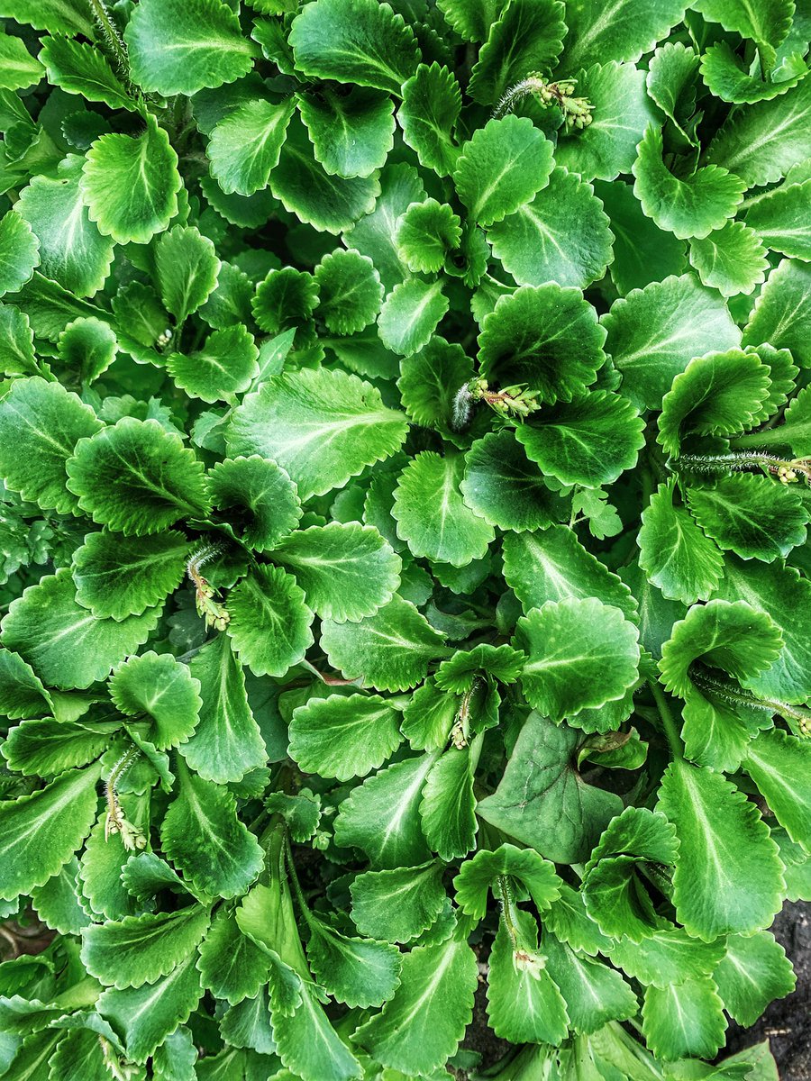 London Pride #green #plant #spring #nature #365Project 
#photography
#findyourepic
#Welshphotography
#iphone
Visit delweddauimages.co.uk