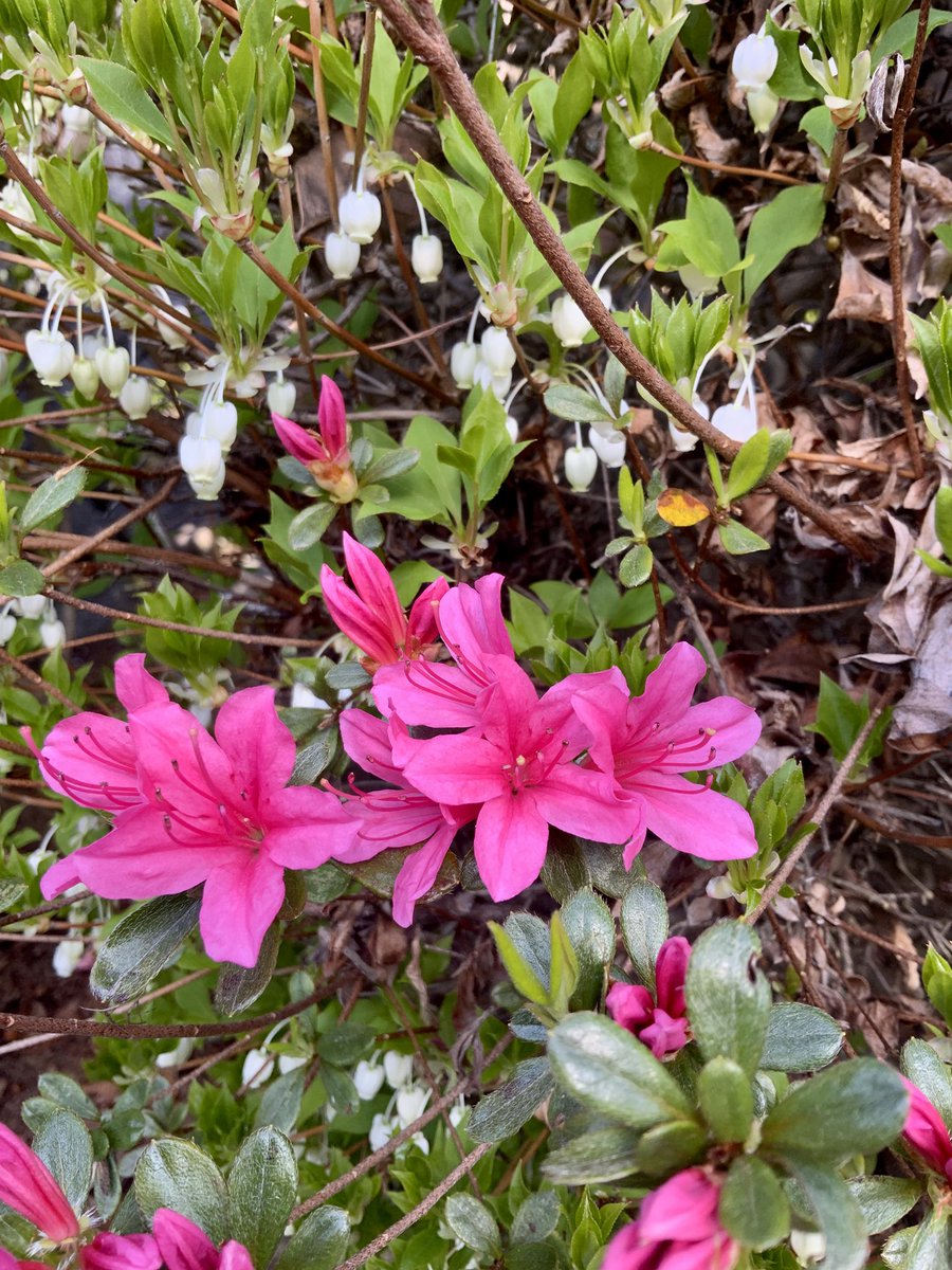 常吉（ツネキチ）🎣 tweet media