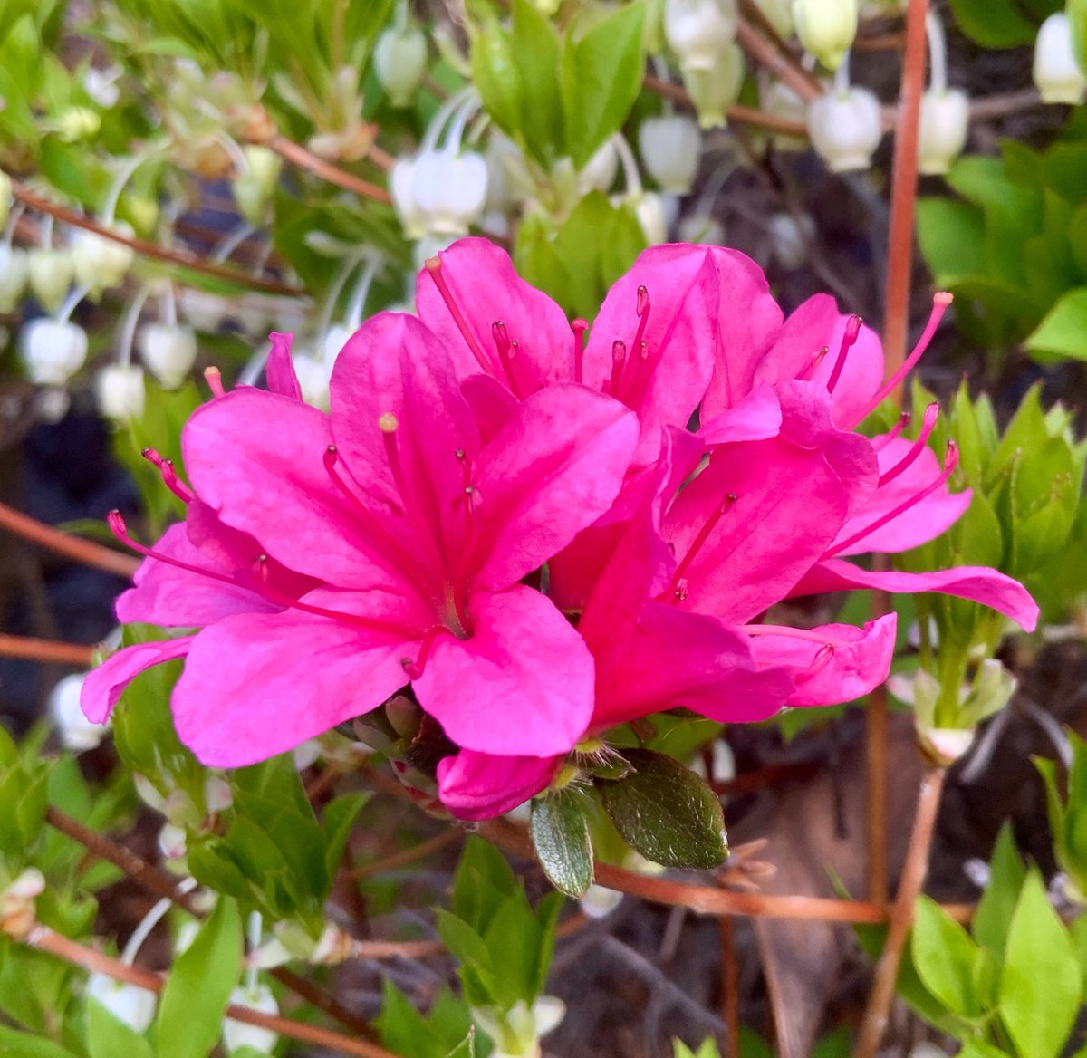 常吉（ツネキチ）🎣 tweet media