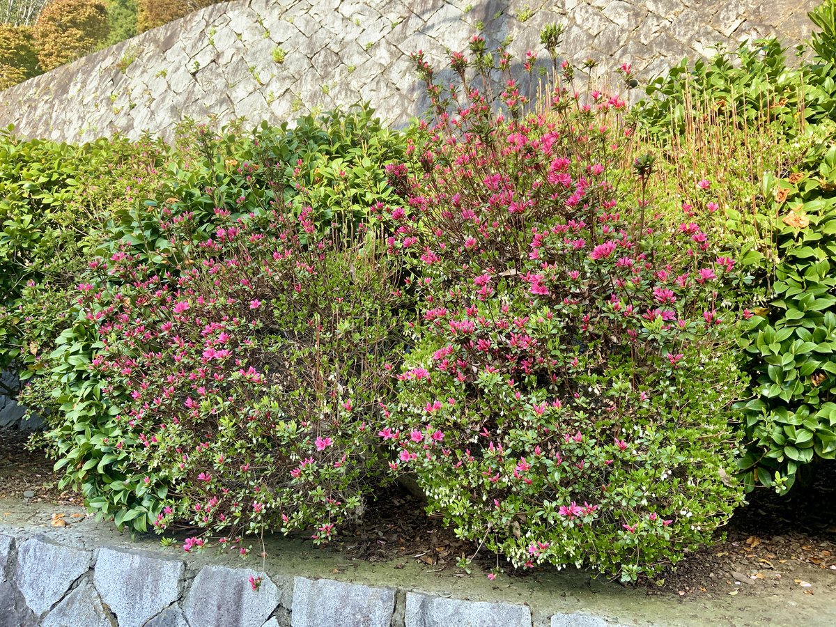 常吉（ツネキチ）🎣 tweet media