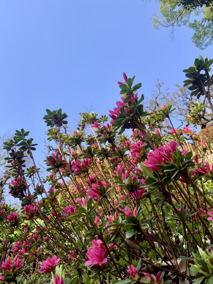 常吉（ツネキチ）🎣 tweet media