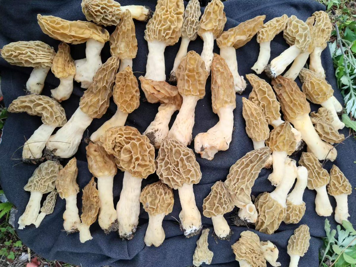 🌺吹水茶館 🌺🍲🍜🥟🍣Foodies' world 🐱🐶（互赞互fo) tweet media