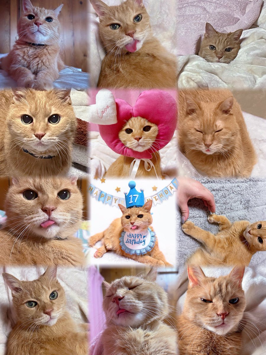 頑張るソルくんママ tweet media