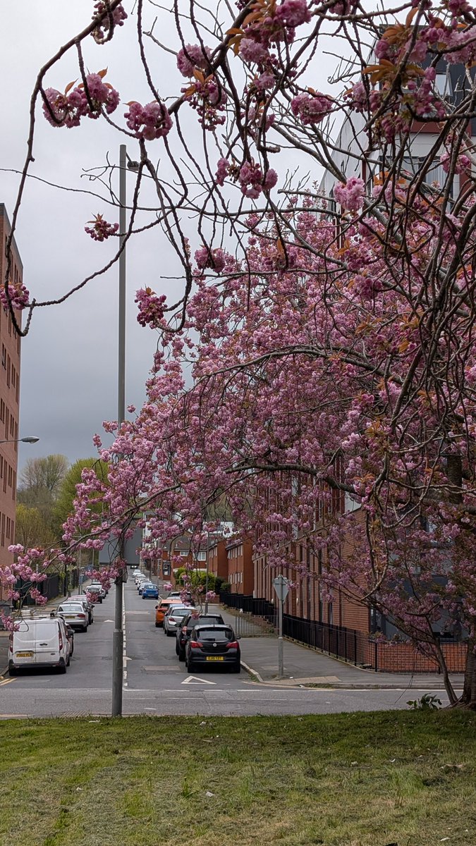 LiverpoolVista's tweet image. Beautiful Everton. There's two words I never thought I'd put together😉
#Liverpool #cherryblossom