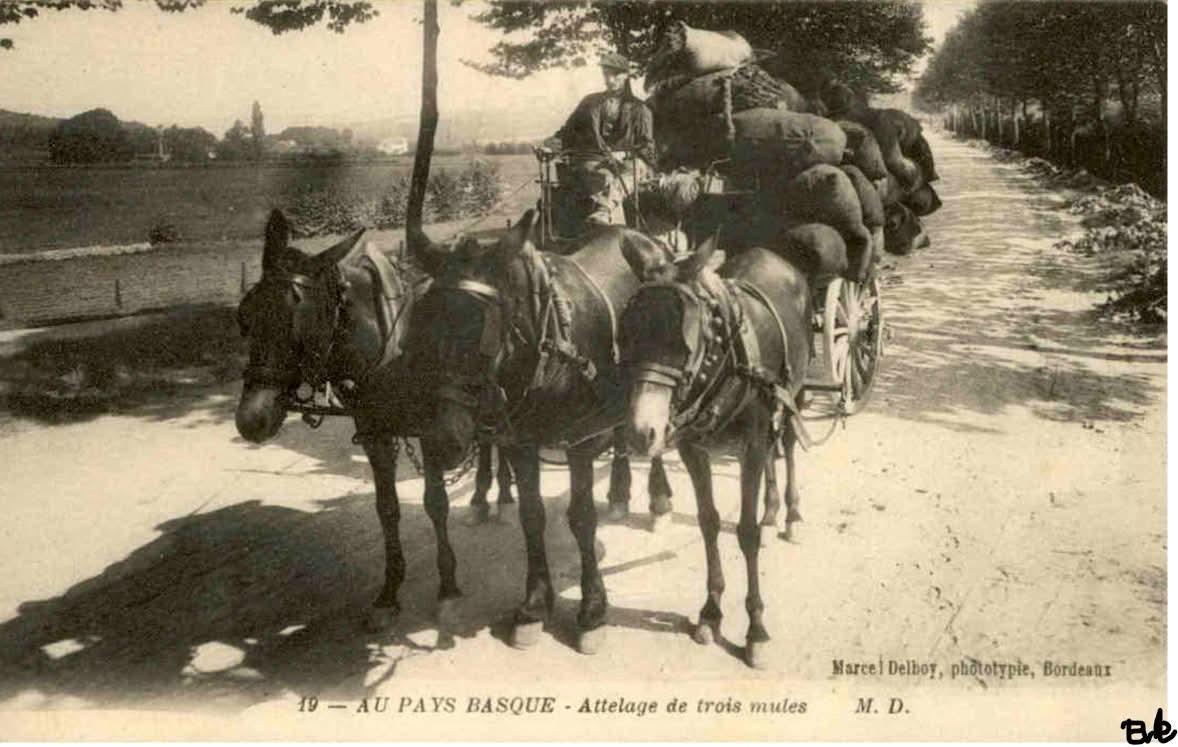 Attelage basque à Asque - Cartorum