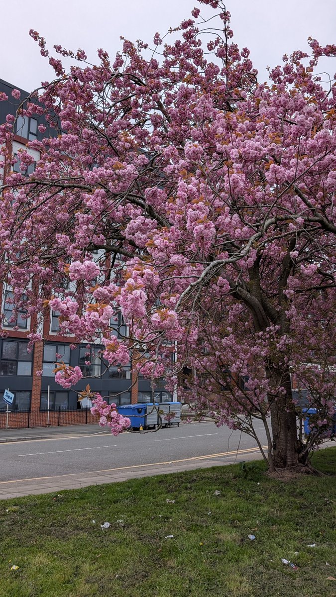 LiverpoolVista's tweet image. Beautiful Everton. There's two words I never thought I'd put together😉
#Liverpool #cherryblossom