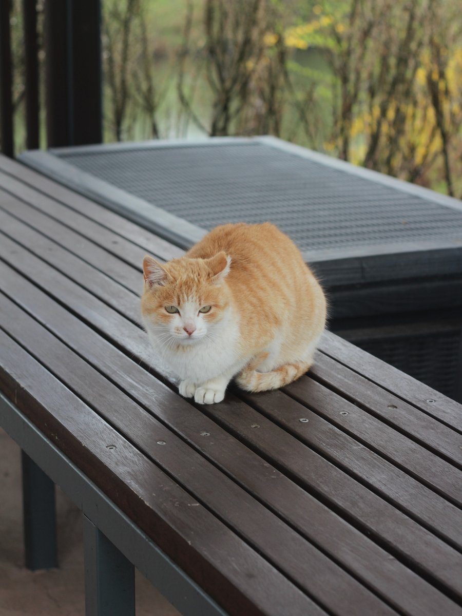 국립세종수목원 처돌이🕯 tweet media