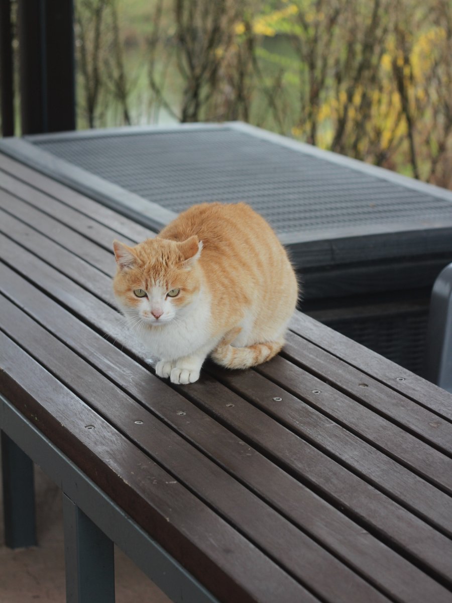 국립세종수목원 처돌이🕯 tweet media