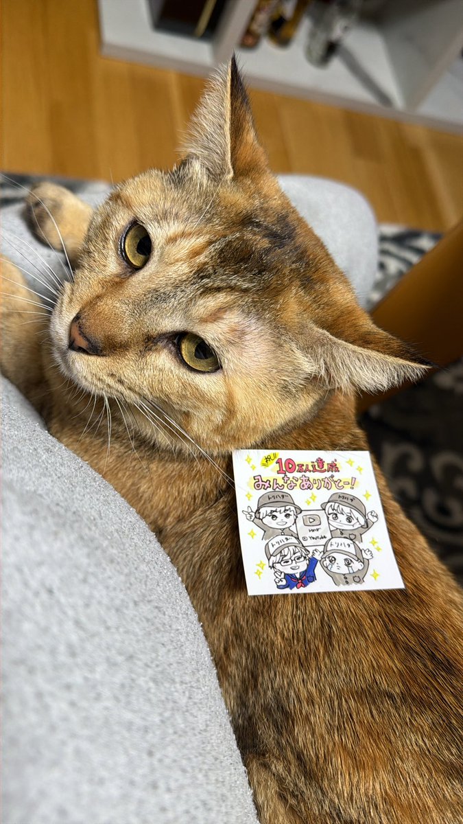 小島勇人 tweet media