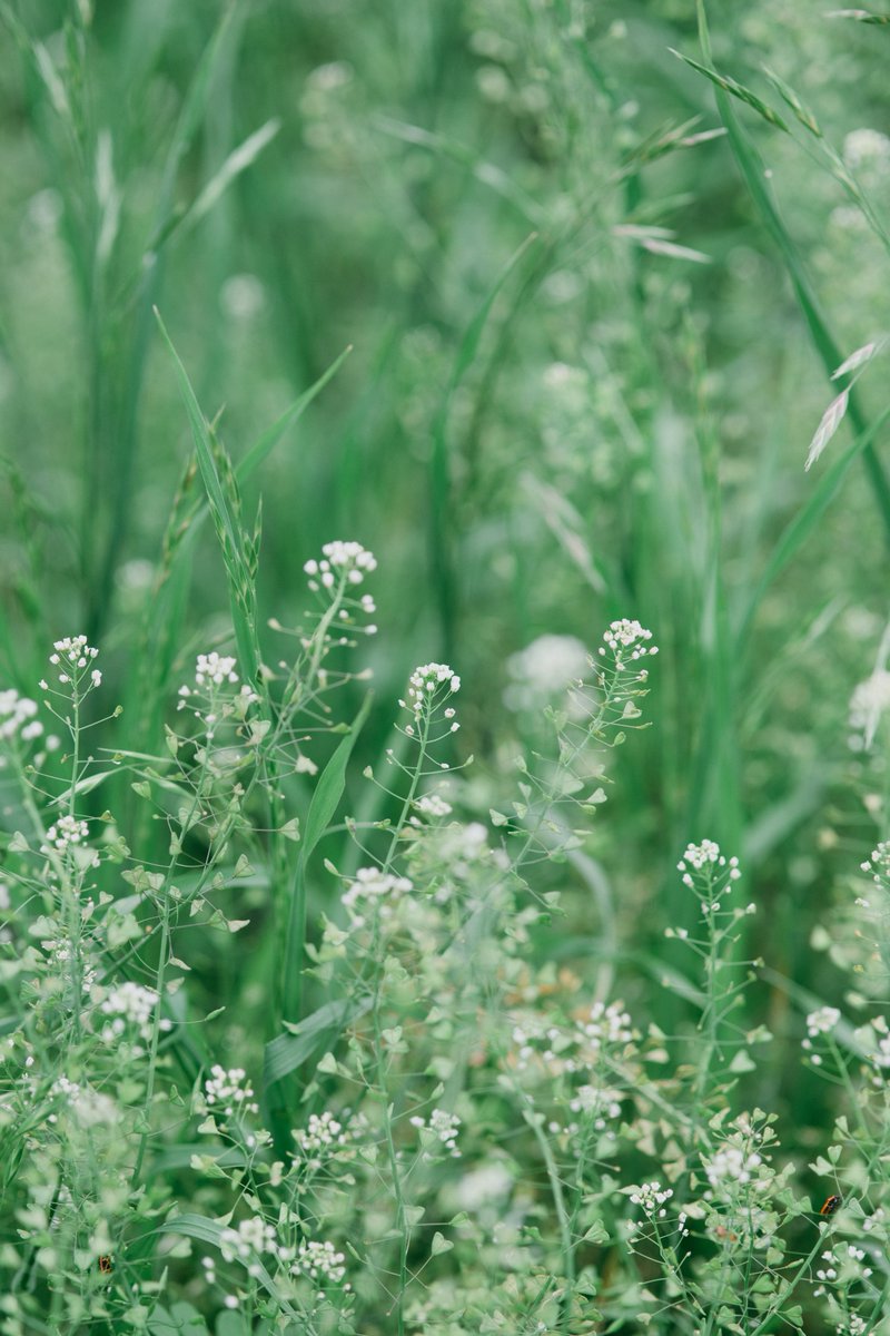 アキモト tweet media