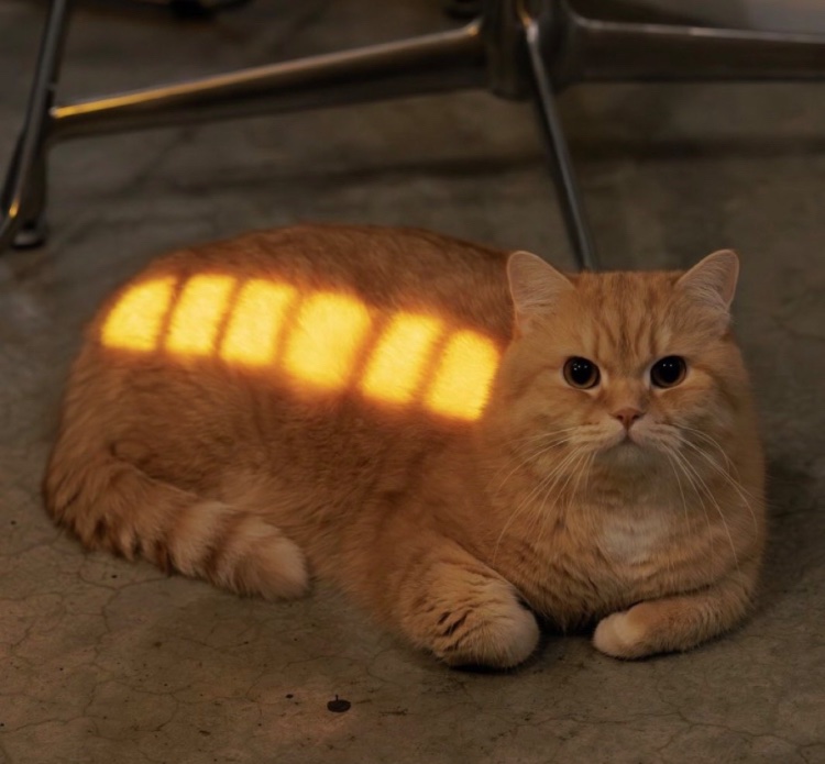 激かわ動物 tweet media