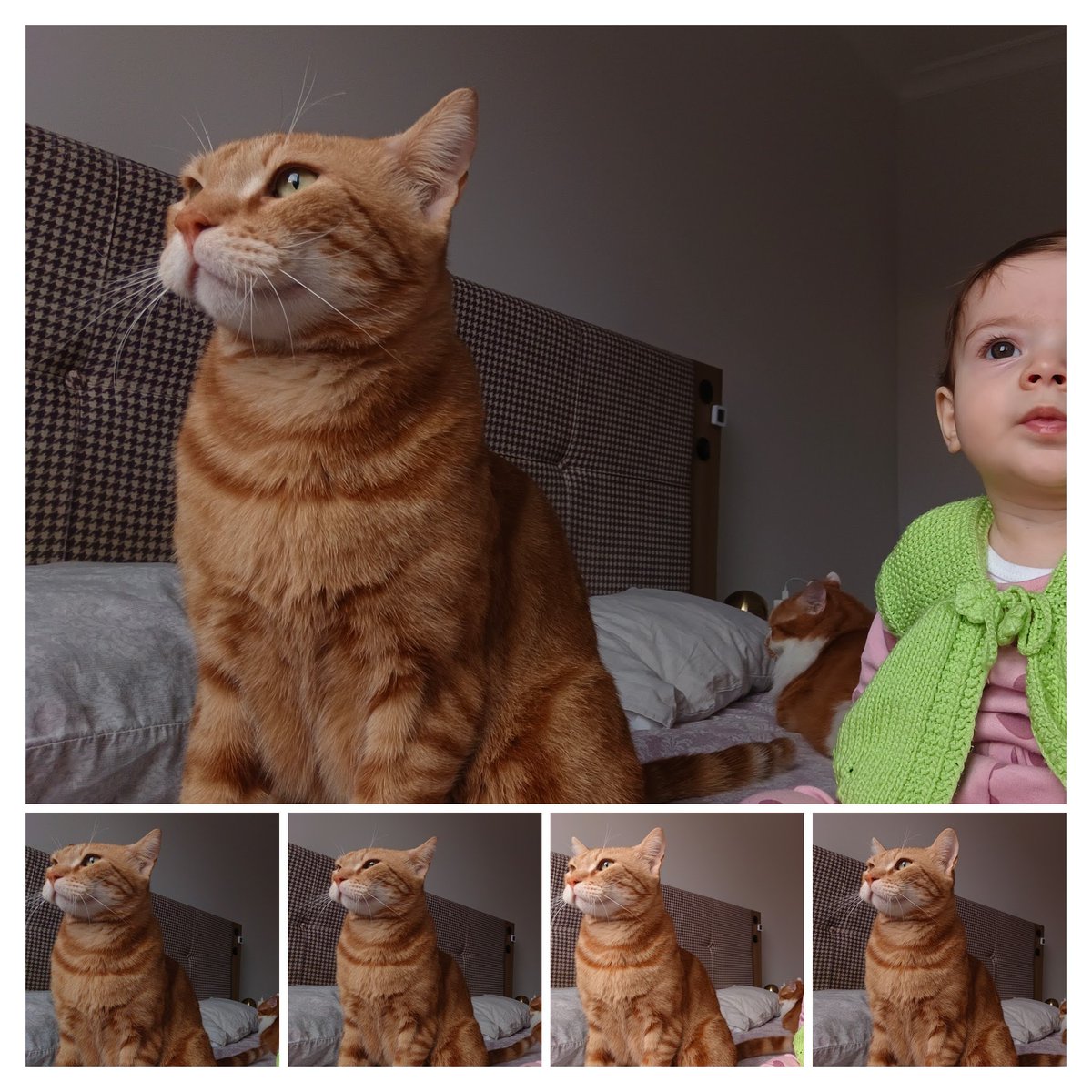 sarmanoğullarıı ve tekiroğullarıı tweet media