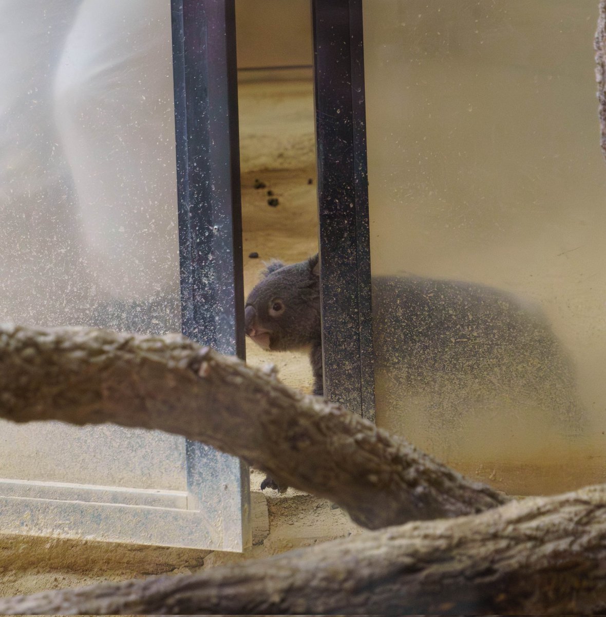 なかAIM🦭🐨🦒🐘🍺 tweet media