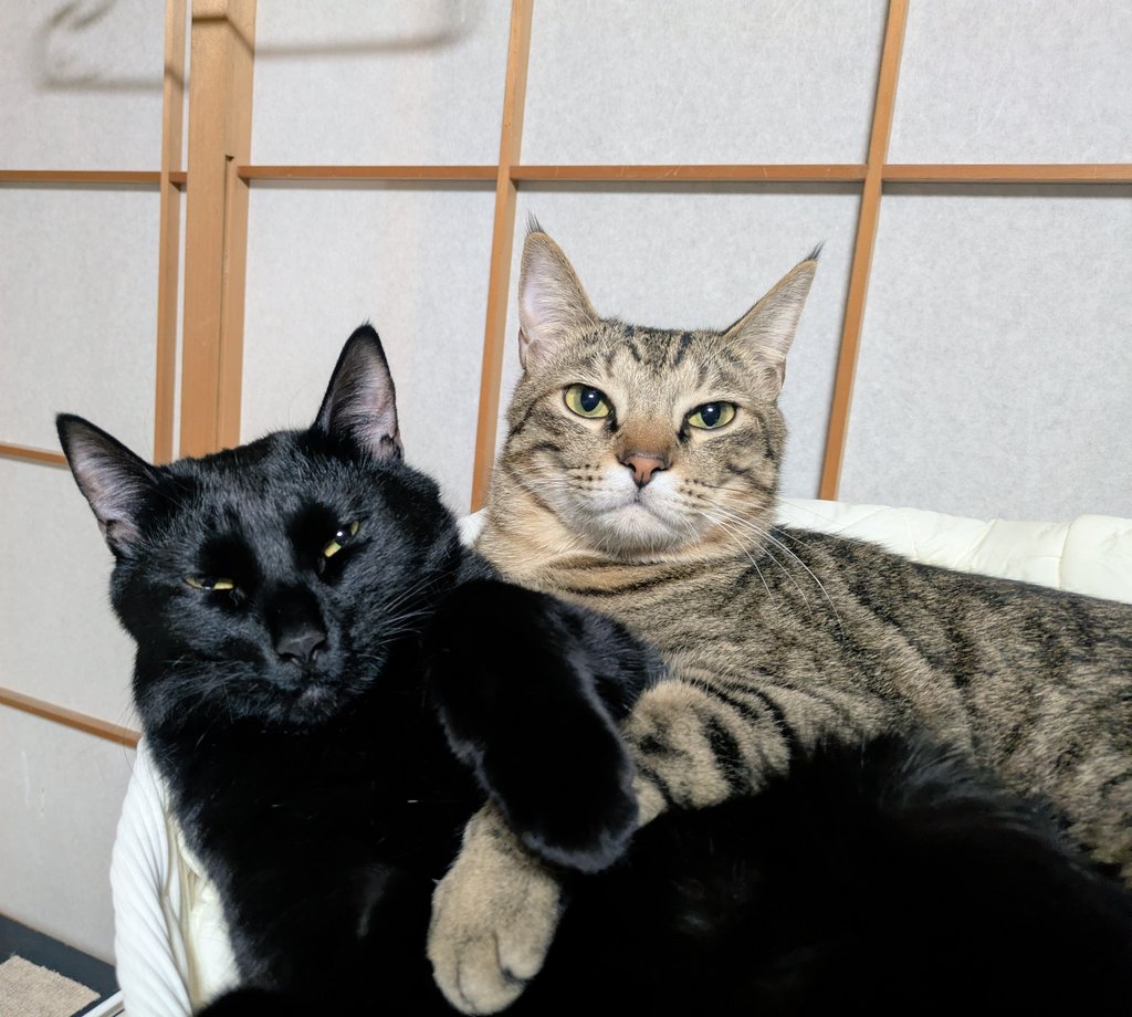NERUcat_cat's tweet photo. 流行りの人間化をやってみたら、超絶イケメンいちゃいちゃてえてえが爆誕してしまった😼😺 https://t.co/8aike20aXx