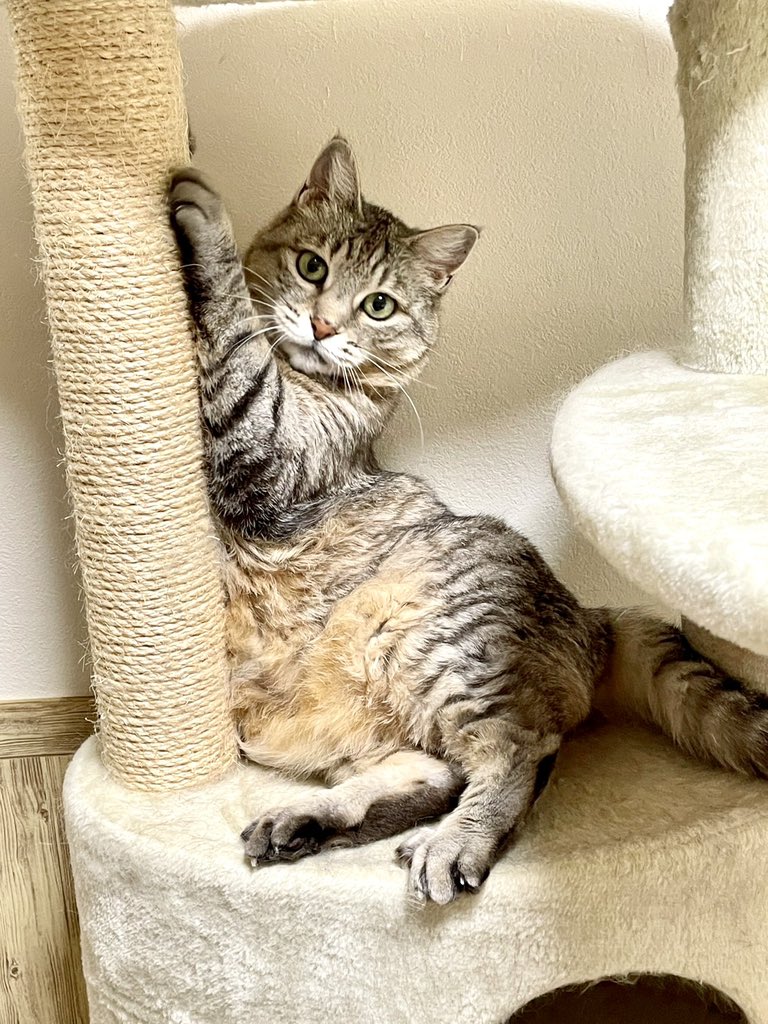 今週末、旭川に探しに行きます。些細な情報でも、手がかりになりますので本当にありがたいです。
今でもチラチラと情報をいただけていること、本当に感謝してもしきれないです。こゆちゃんと今年こそは一緒に暮らすことを信じて探します。
どうか情報、拡散よろしくお願いします。#旭川　#迷い猫