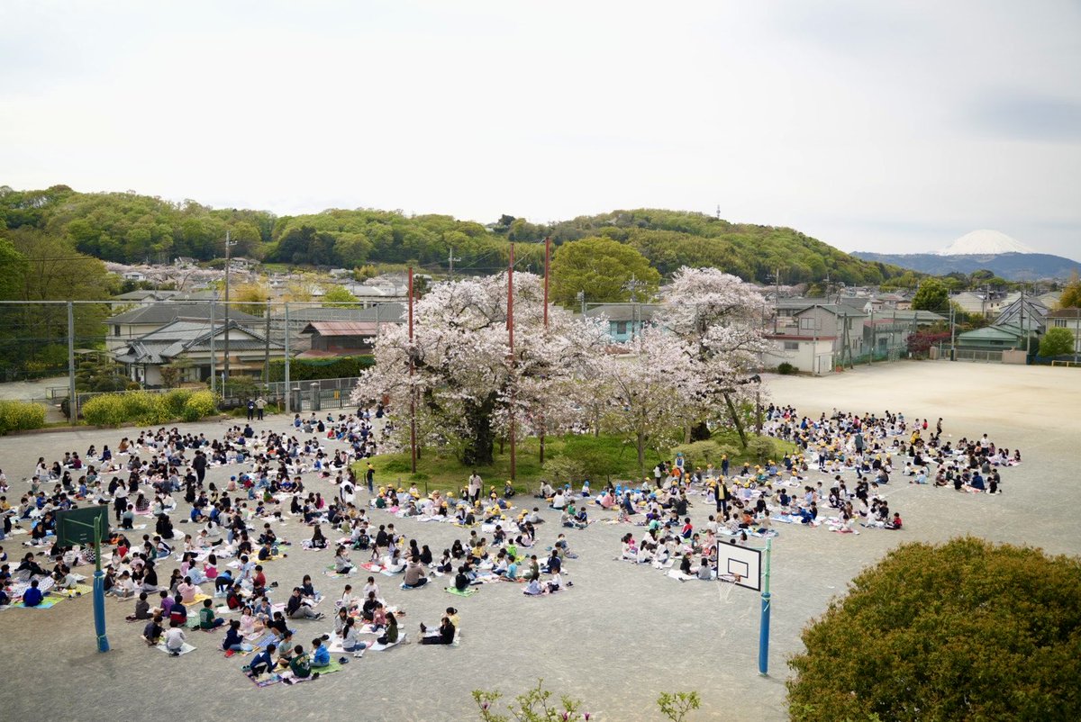 Hadano_koho's tweet photo. 🌸南小学校で児童950人が 「#お花見 給食」🌸

校庭の中心に立つ #ソメイヨシノ を囲み、恒例のお花見給食🍔
樹齢130年を超えるこの木は、昭和46年に市重要文化財、昭和59年に「かながわ名木100選」に選ばれた学校のシンボルです🌳 https://t.co/btq2u0bogU