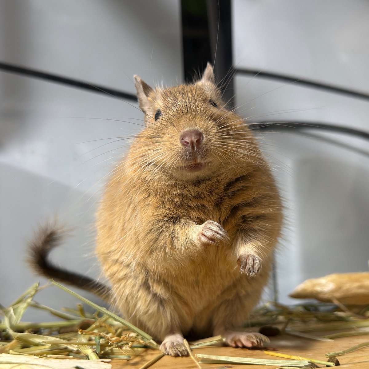 ぽこあ@デグーとポメ tweet media