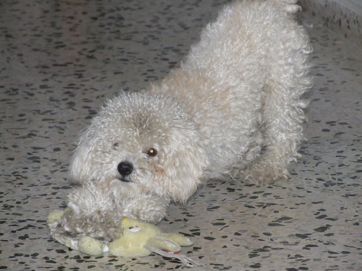 Jose Pródigo tweet media