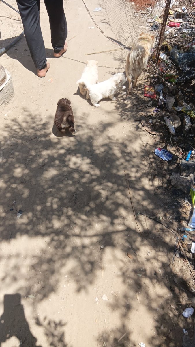 Fatima in Gaza tweet media