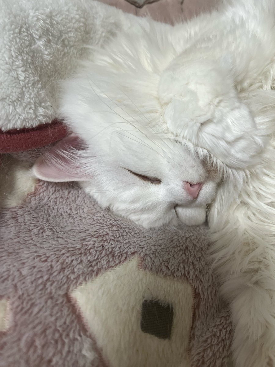 あいﾁｬｿ tweet media